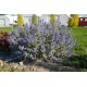Caryopteris clandonensis ‘Sterling Silver’ – kékszakáll
