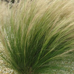 Stipa tenuissima "Pony Tail"- árvalányhaj