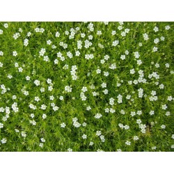 Sagina subulata – ír moha