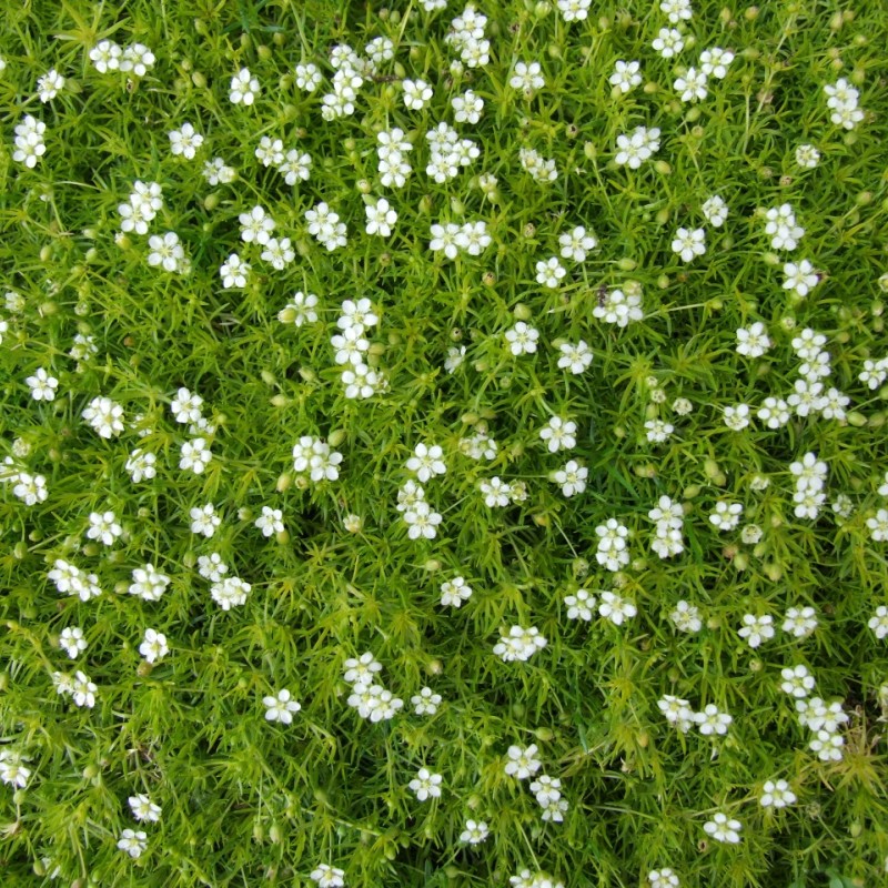 Sagina subulata – ír moha