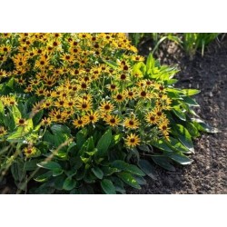 Rudbeckia fulgida 'Sun Ka-Ching' – Törpe pompás kúpvirág