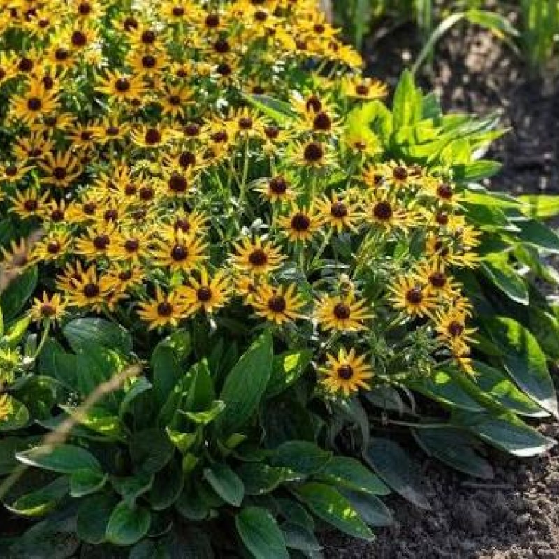 Rudbeckia fulgida 'Sun Ka-Ching' – Törpe pompás kúpvirág