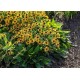 Rudbeckia fulgida 'Sun Ka-Ching' – Törpe pompás kúpvirág