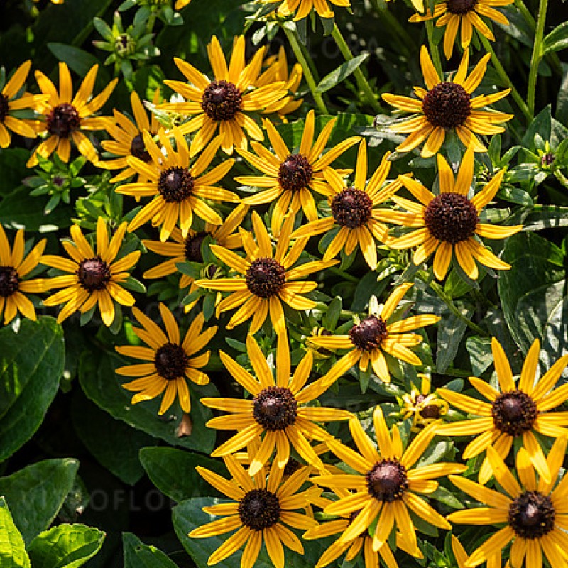 Rudbeckia fulgida 'Sun Ka-Ching' – Törpe pompás kúpvirág