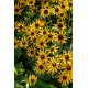 Rudbeckia fulgida 'Sun Ka-Ching' – Törpe pompás kúpvirág