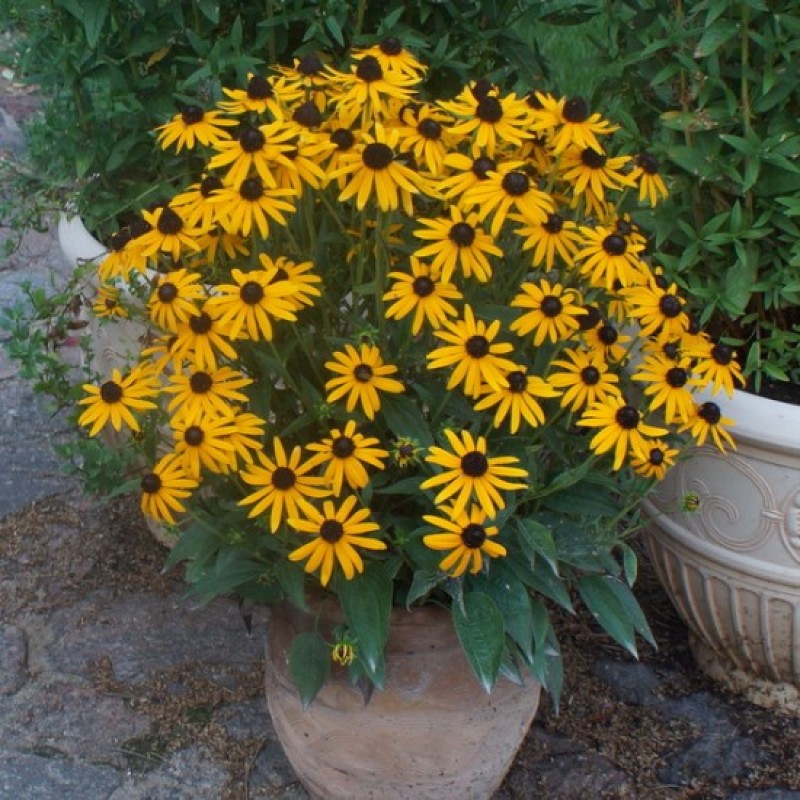 Rudbeckia fulgida 'Sun Ka-Ching' – Törpe pompás kúpvirág