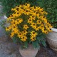 Rudbeckia fulgida 'Sun Ka-Ching' – Törpe pompás kúpvirág