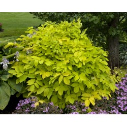 Aralia cordata ‘Sun King’  - Szívlevelű arália