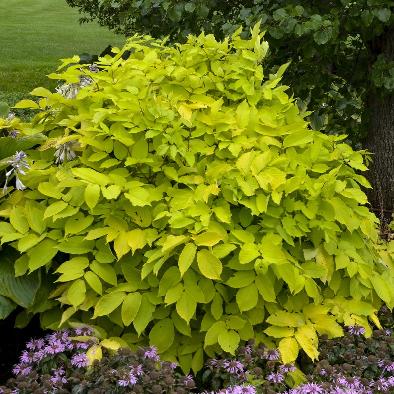 Aralia cordata ‘Sun King’  - Szívlevelű arália
