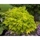 Aralia cordata ‘Sun King’  - Szívlevelű arália