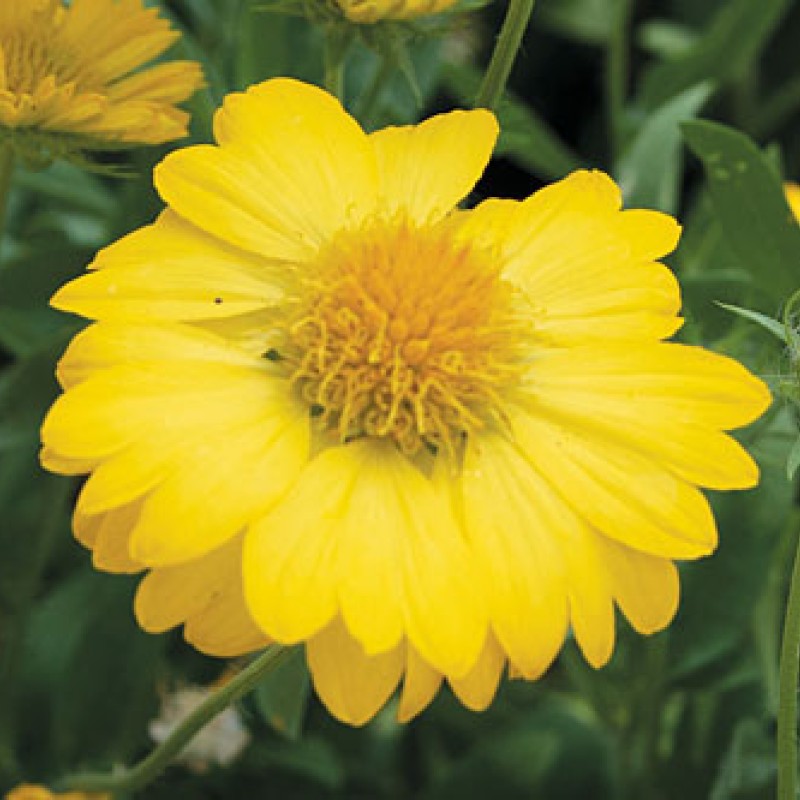 Gaillardia Sun Buddies Gold  - Kokárdavirág