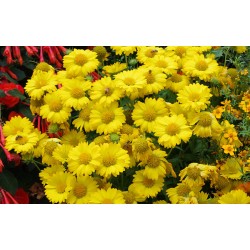 Gaillardia Sun Buddies Gold  - Kokárdavirág