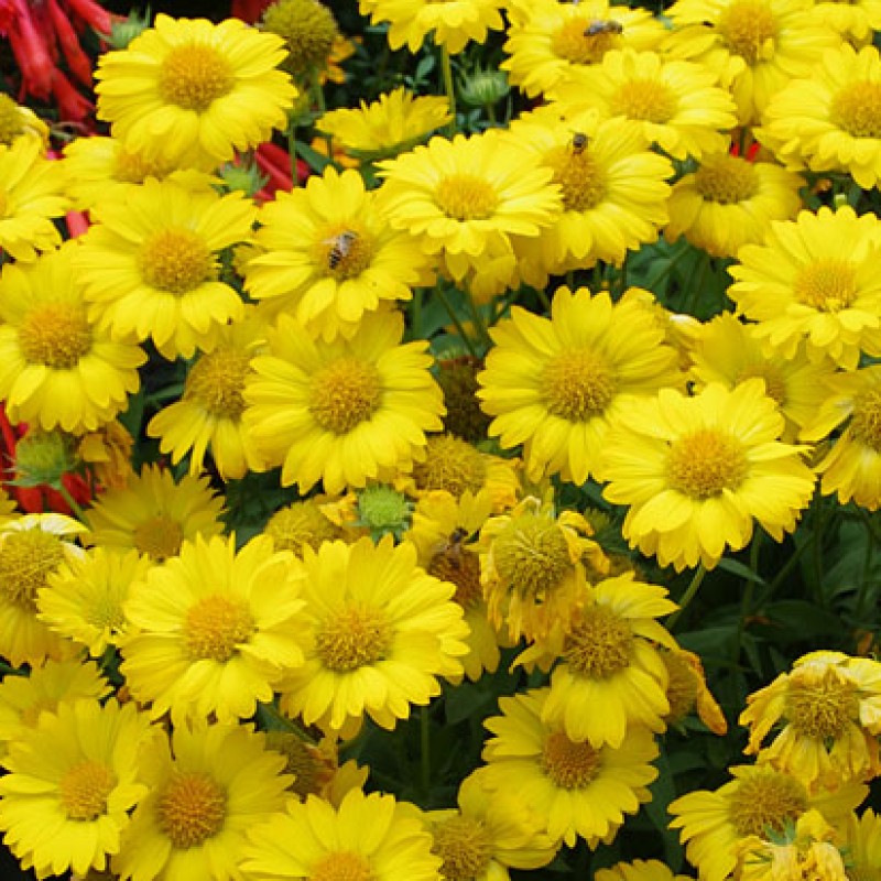 Gaillardia Sun Buddies Gold  - Kokárdavirág