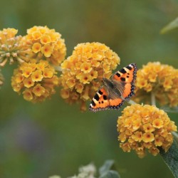Buddleja weyeriana 'Sungold'-  Aranysárga pillangócserje