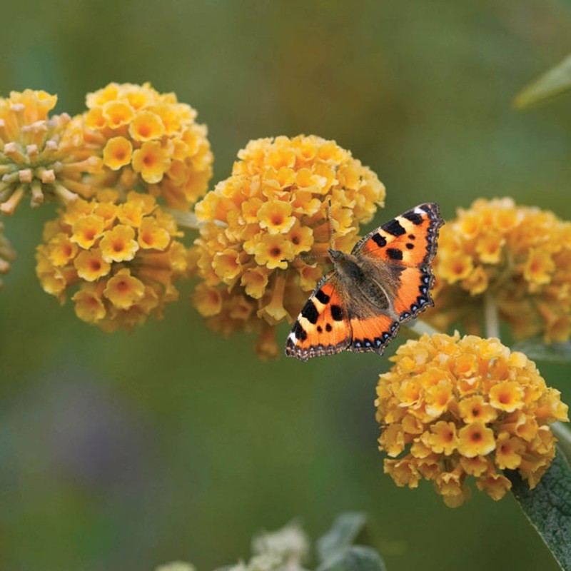 Buddleja weyeriana 'Sungold'-  Aranysárga pillangócserje