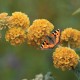 Buddleja weyeriana 'Sungold'-  Aranysárga pillangócserje
