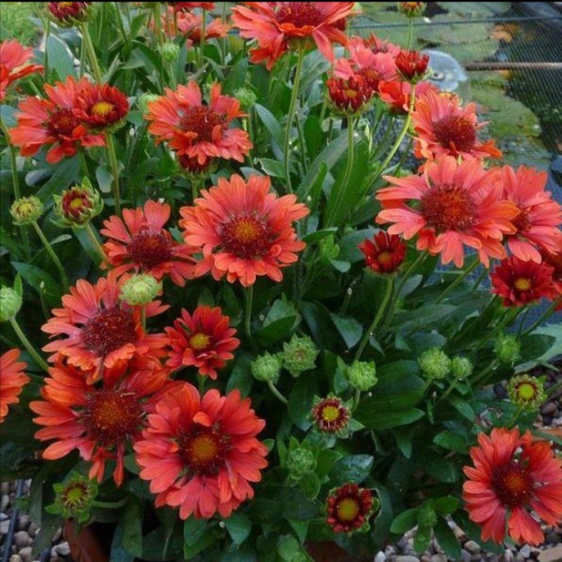Gaillardia aristata ‘Realflor Compact Sunset’ - Kokárdavirág