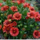 Gaillardia aristata ‘Realflor Compact Sunset’ - Kokárdavirág