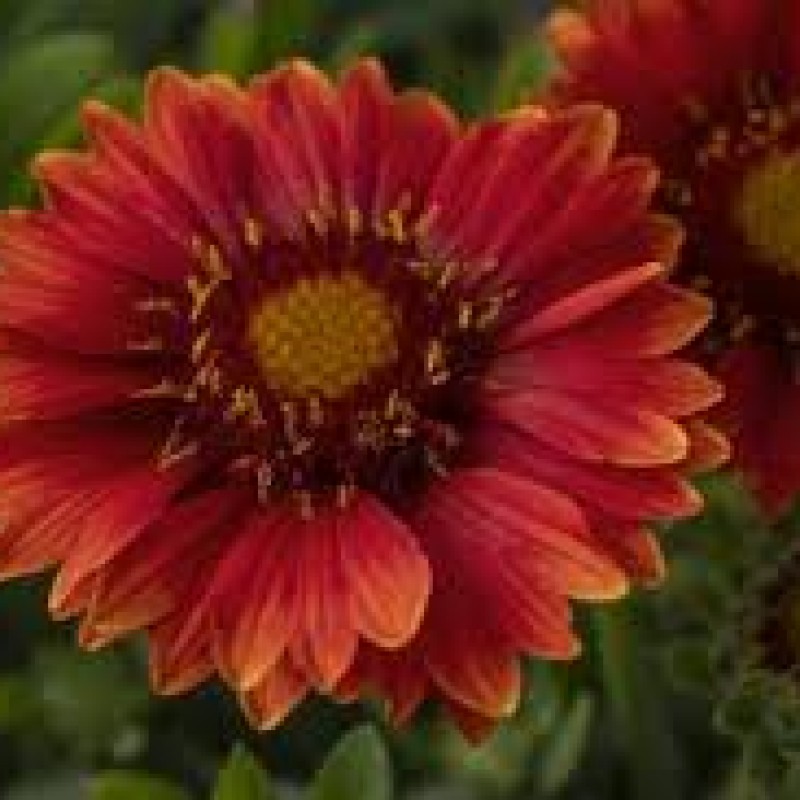 Gaillardia aristata ‘Realflor Compact Sunset’ - Kokárdavirág