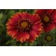 Gaillardia aristata ‘Realflor Compact Sunset’ - Kokárdavirág