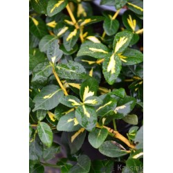 Euonymus fortunei 'Sunspot' – Aranytarka kúszó kecskerágó
