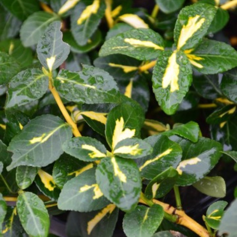 Euonymus fortunei 'Sunspot' – Aranytarka kúszó kecskerágó