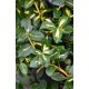 Euonymus fortunei 'Sunspot' – Aranytarka kúszó kecskerágó
