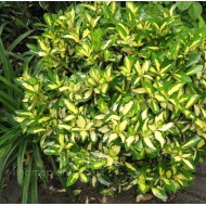 Euonymus fortunei 'Sunspot' – Aranytarka kúszó kecskerágó