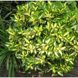 Euonymus fortunei 'Sunspot' – Aranytarka kúszó kecskerágó