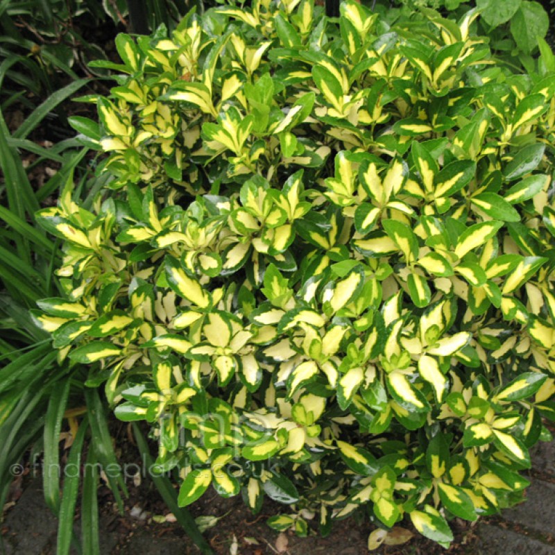 Euonymus fortunei 'Sunspot' – Aranytarka kúszó kecskerágó