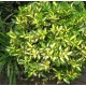 Euonymus fortunei 'Sunspot' – Aranytarka kúszó kecskerágó