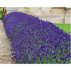 Lavandula angustifolia 'SuperBlue' – Intenzív kék virágú angol levendula