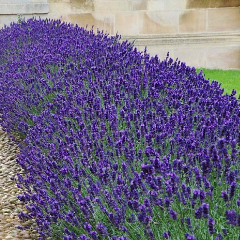 Lavandula angustifolia 'SuperBlue' – Intenzív kék virágú angol levendula
