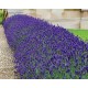 Lavandula angustifolia 'SuperBlue' – Intenzív kék virágú angol levendula