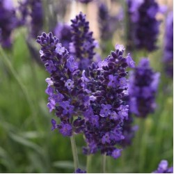 Lavandula angustifolia 'SuperBlue' – Intenzív kék virágú angol levendula