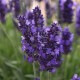 Lavandula angustifolia 'SuperBlue' – Intenzív kék virágú angol levendula