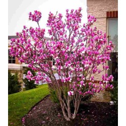 Magnolia 'Susan' – Nagyvirágú liliomfa Magnolia 'Susan' – Nagyvirágú liliomfa
