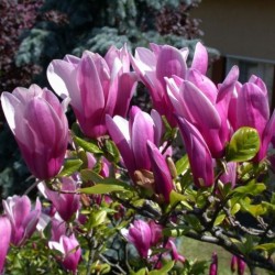 Magnolia 'Susan' – Nagyvirágú liliomfa Magnolia 'Susan' – Nagyvirágú liliomfa