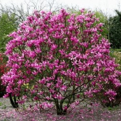 Magnolia 'Susan' – Nagyvirágú liliomfa