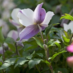 Anemone 'Wild Swan' - Hibrid szellőrózsa