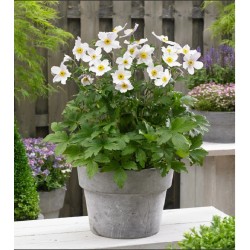 Anemone hybrida ‘Honorine Jobert’ - őszi szellőrózsa