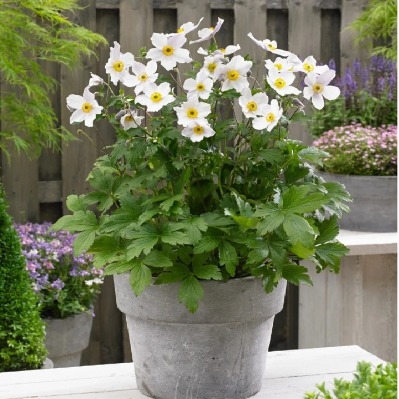 Anemone hybrida ‘Honorine Jobert’ - őszi szellőrózsa