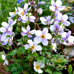 Anemone 'Wild Swan' - Hibrid szellőrózsa
