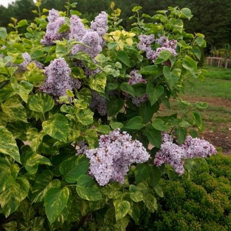 Syringa vulgaris ‘Aucubaefolia’ – tarka levelű orgona