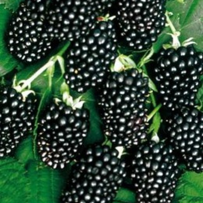 Rubus fruticosus 'Thornfree' Tüskétlen szeder