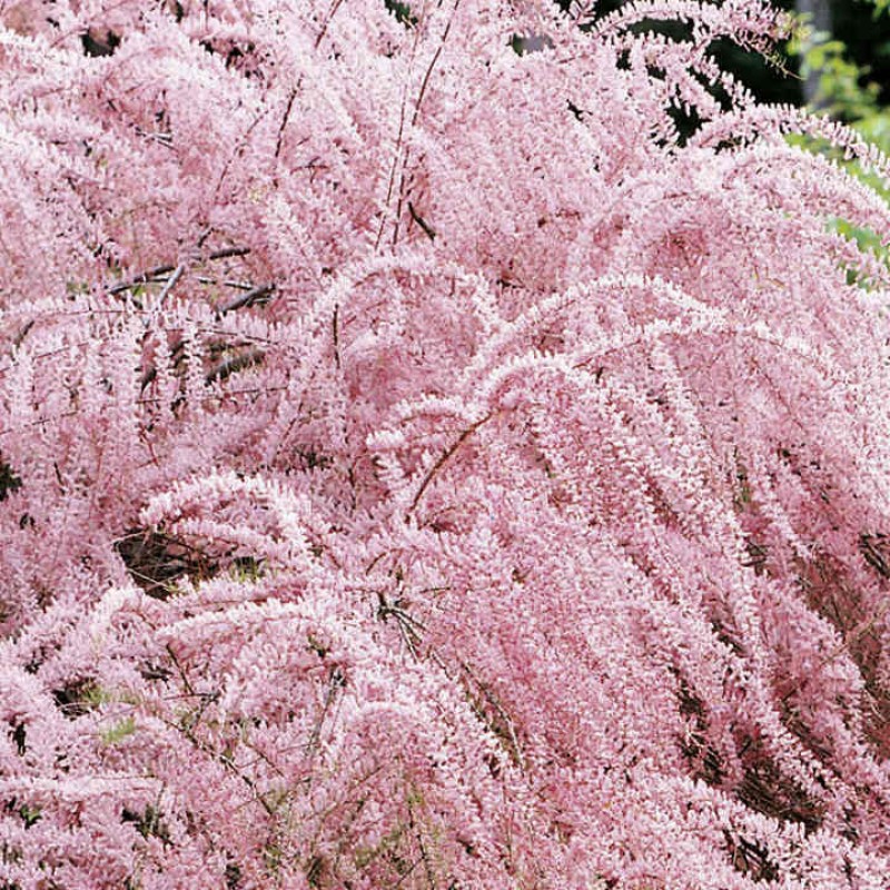 Tamarix tetranda