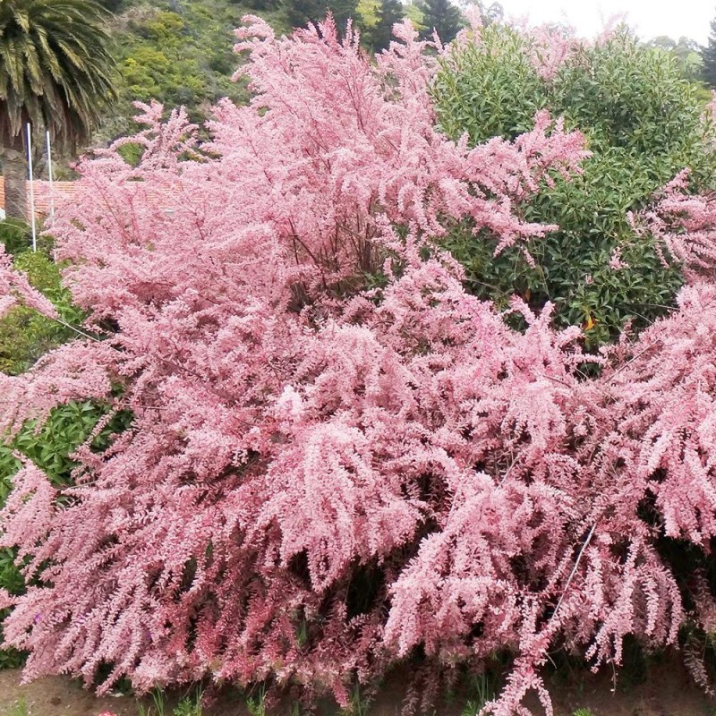 Tamarix tetranda