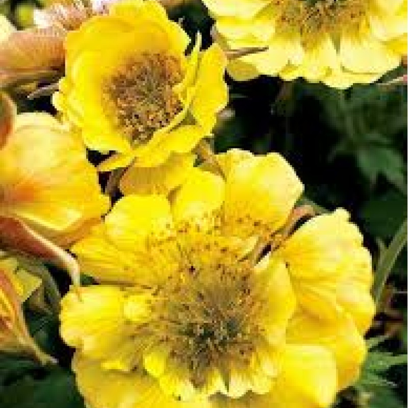 Geum ‘Tempo Yellow’ - Gyömbergyökér