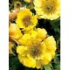 Geum ‘Tempo Yellow’ - Gyömbergyökér