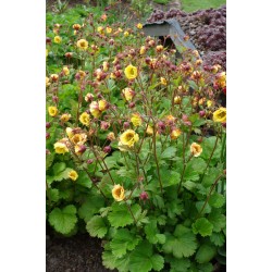 Geum ‘Tempo Yellow’ - Gyömbergyökér